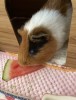いとこん